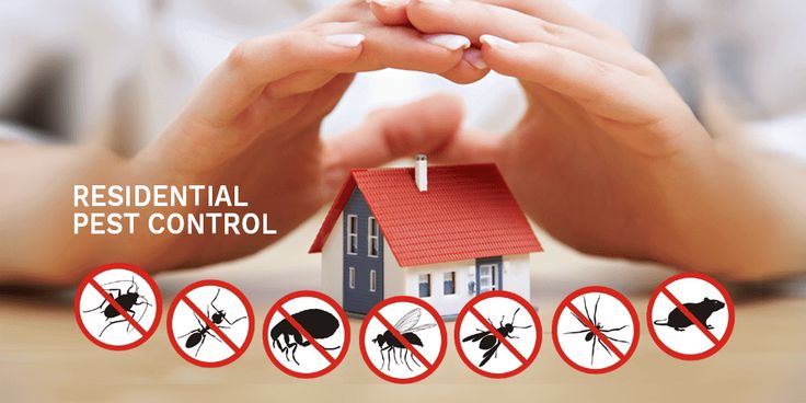 Eco-Friendly Pest Removal