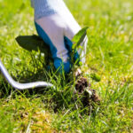 lawn care in Red Deer