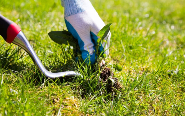 lawn care in Red Deer