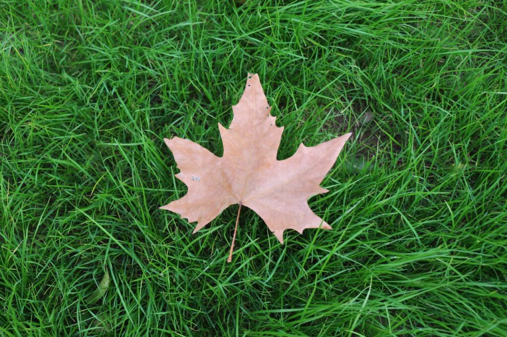 lawn care in Red Deer