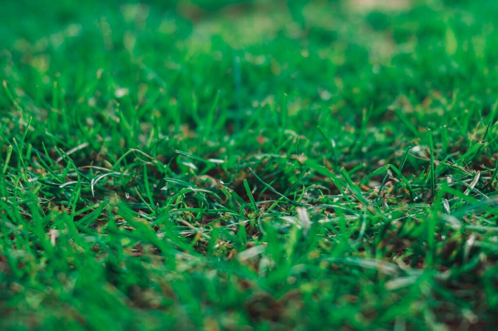 weed control services