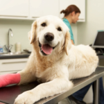 pet wellness exam in Encino