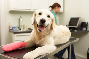 pet wellness exam in Encino