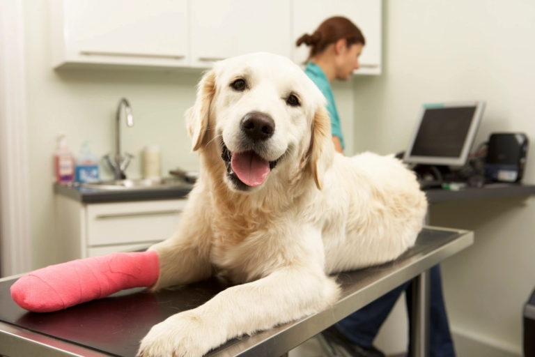 pet wellness exam in Encino